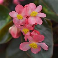 BEGONIA - DRAGON WING BRONZE LEAF PINK 10IN HB