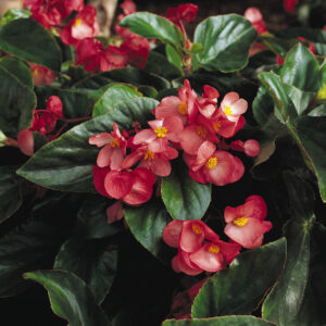 BEGONIA - DRAGON WING GREEN LEAF PINK 10IN HB