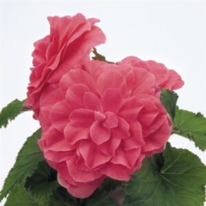 BEGONIA - NONSTOP PINK 10IN HB