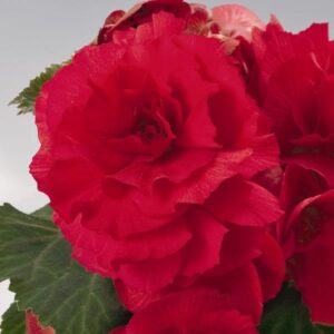 BEGONIA - NONSTOP RED 10IN HB