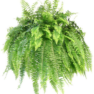BOSTON FERN 10IN HB