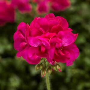 GERANIUM - CALLIOPE DEEP ROSE 10IN HB