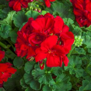 GERANIUM - CALLIOPE RED 10IN HB