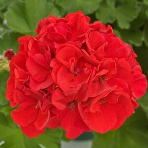 GERANIUM - MAESTRO SASSY RED 10IN HB