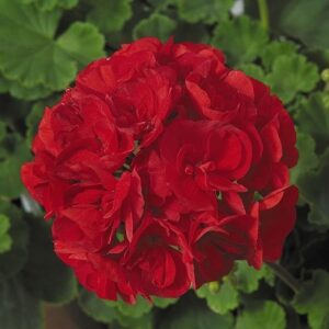 GERANIUM - PATRIOT BRIGHT RED 10IN HB