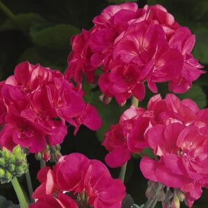 GERANIUM - PATRIOT CHERRY ROSE 10IN HB