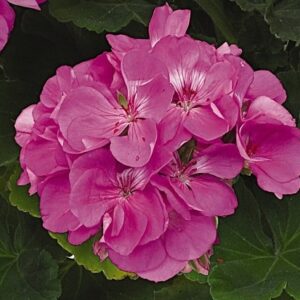 GERANIUM - PATRIOT LAVENDER BLUE 10IN HB