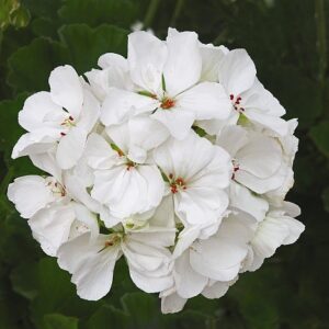 GERANIUM - PATRIOT WHITE 10IN HB