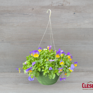 PANSY - COOLWAVE MORPHO