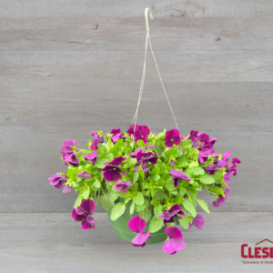 PANSY - COOLWAVE PURPLE