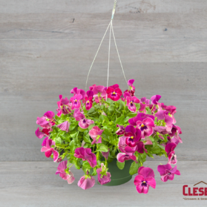 PANSY - COOLWAVE RASPBERRY