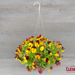 PANSY - COOLWAVE SUNSHINE 'N WINE