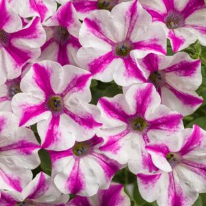 PETUNIA - SUPERTUNIA LOVIE DOVIE