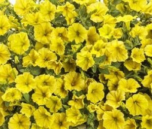 PETUNIA - SUPERTUNIA MINI VISTA YELLOW