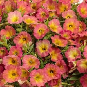 PETUNIA - SUPERTUNIA PERMISSON