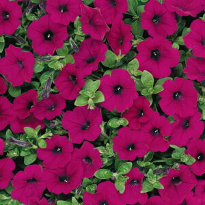 PETUNIA - WAVE ORIGINAL PURPLE 10IN HB