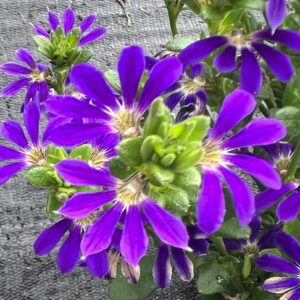 SCAEVOLA - SURVIVA BLUE VIOLET 10IN HB