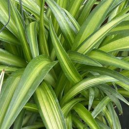 SPIDER - HAWAIIAN 10IN HB