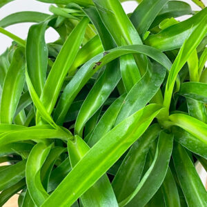 SPIDER - REGULAR 10IN HB