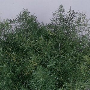 SPRENGERI - ASPARAGUS FERN 10IN HB