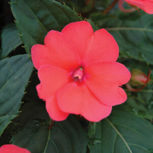 SUNPATIENS - DEEP ROSE 10IN HB