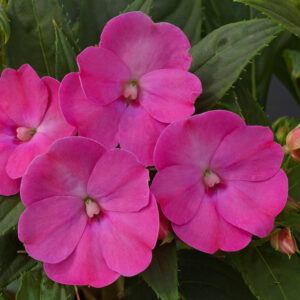SUNPATIENS - LILAC 10IN HB