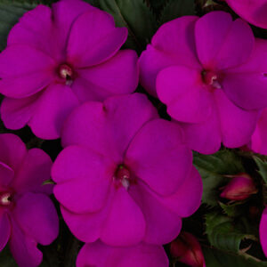 SUNPATIENS - PURPLE 10IN HB
