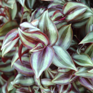 WANDERING JEW