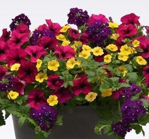 MIX MASTER COMBO - BEJEWELED