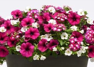 MIX MASTER COMBO - BERRY BASKET