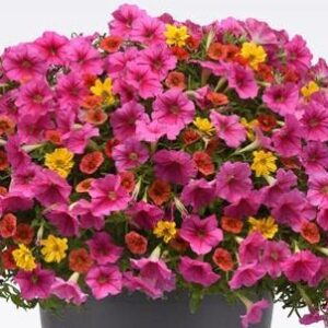 MIX MASTER COMBO - MAMBO