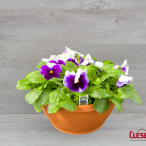 PANSY BOWL - MATRIX BEACONSFIELD