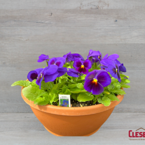 PANSY BOWL - MATRIX BLUE BLOTCH