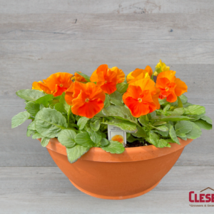 PANSY BOWL - MATRIX DEEP ORANGE