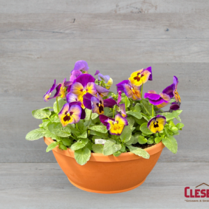 PANSY BOWL - MATRIX MIDNIGHT GLOW