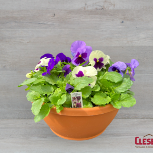 PANSY BOWL - MATRIX OCEAN BREEZE MIX