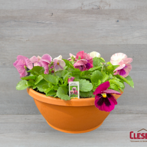 PANSY BOWL - MATRIX PINK SHADES