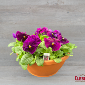 PANSY BOWL - MATRIX PURPLE
