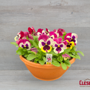 PANSY BOWL - MATRIX ROSE WING