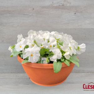 PANSY BOWL - MATRIX WHITE