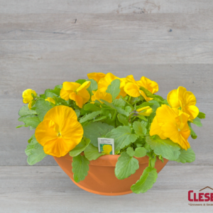 PANSY BOWL - MATRIX YELLOW