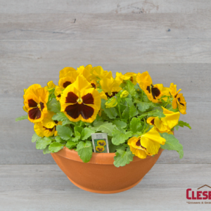 PANSY BOWL - MATRIX YELLOW BLOTCH