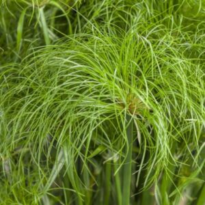 GRASS - CYPERUS 'PRINCE TUT' 1GAL