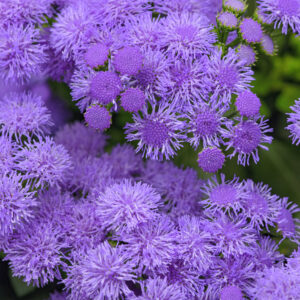 AGERATUM - MONARCH MAGIC