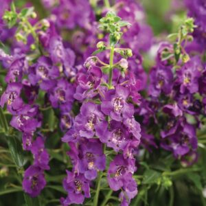 ANGELONIA - ANGELFACE BLUE