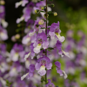 ANGELONIA - ARCHANGEL BLUE BICOLOR