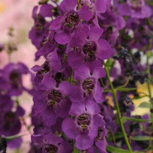 ANGELONIA - ARCHANGEL DARK PURPLE