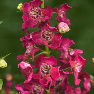 ANGELONIA - ARCHANGEL FUCHSIA