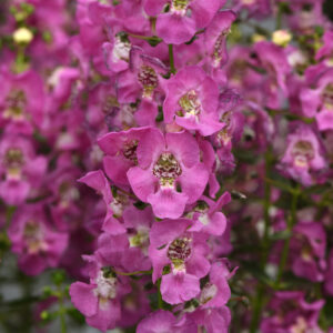 ANGELONIA - ARCHANGEL PINK