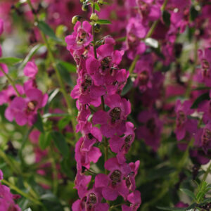 ANGELONIA - ARCHANGEL RASPBERRY